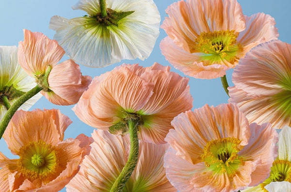 Papier peint panoramique Fleur Pêche