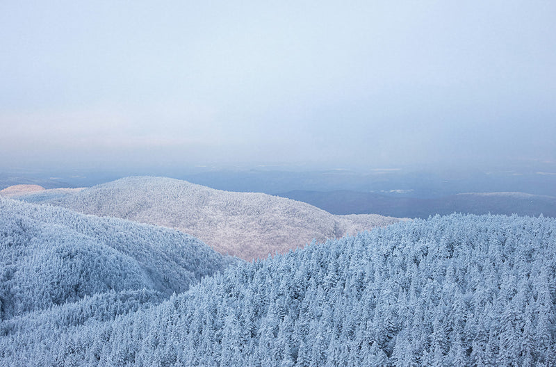 Papier peint panoramique Snowy Trees