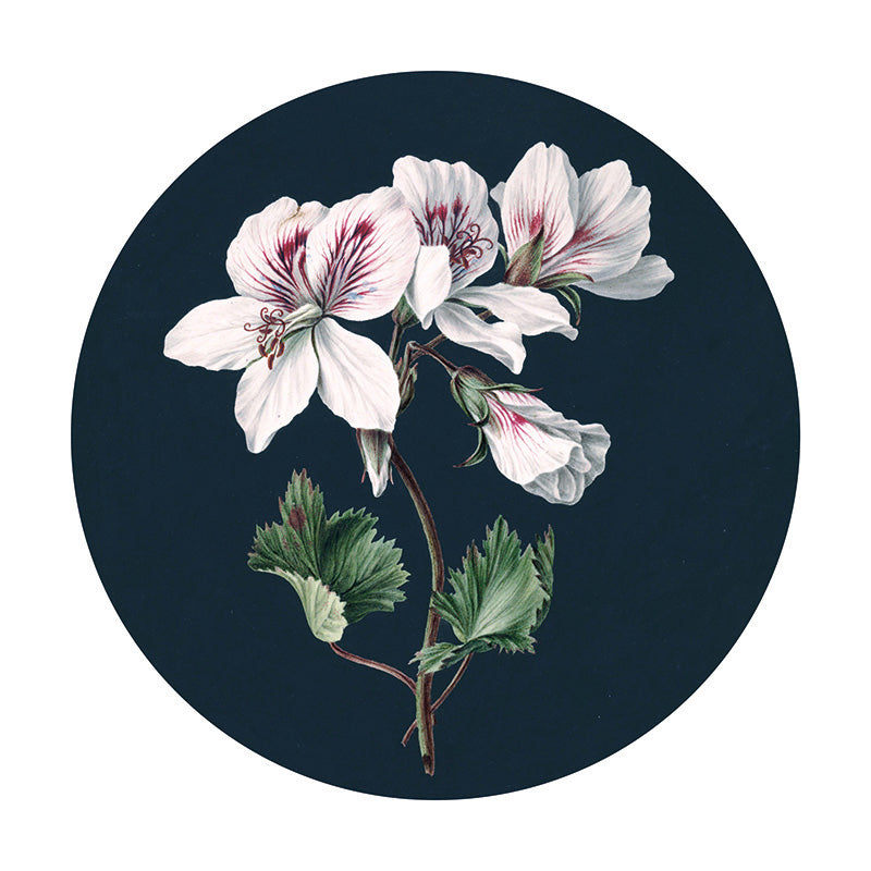 Papier Peint Adhésif Cercle - Pelargonium